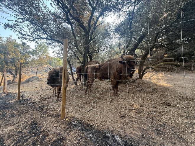 "Los mejores bomberos de Madrid" son los bisontes: así evitaron que el fuego devorara una reserva natural en Robledo de Chavela y la convirtieron en "un oasis" para otros animales