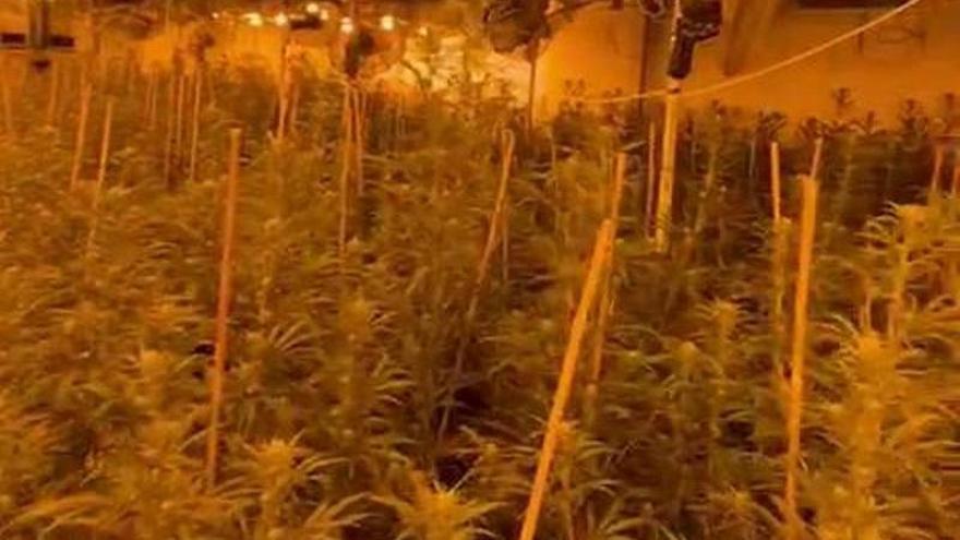 La Guardia Civil desarticula una organización criminal en Castellón y se incauta de 1.700 plantas de marihuana