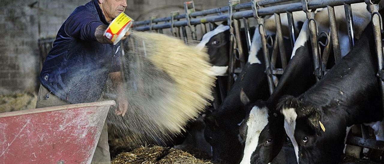 Un ganadero de Santiso (Lalín) reparte pienso a sus vacas. |   // BERNABÉ/JAVIER LALÍN