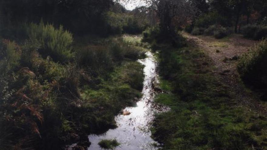 Arroyo por un bosque de Justel