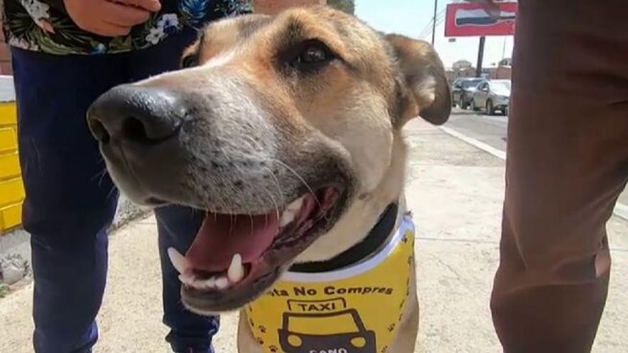 El perro Cano: el mejor copiloto