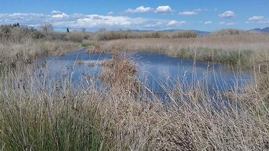 Denuncian a 12 pescadores por destruir vegetación y molestar a la fauna en el Millars