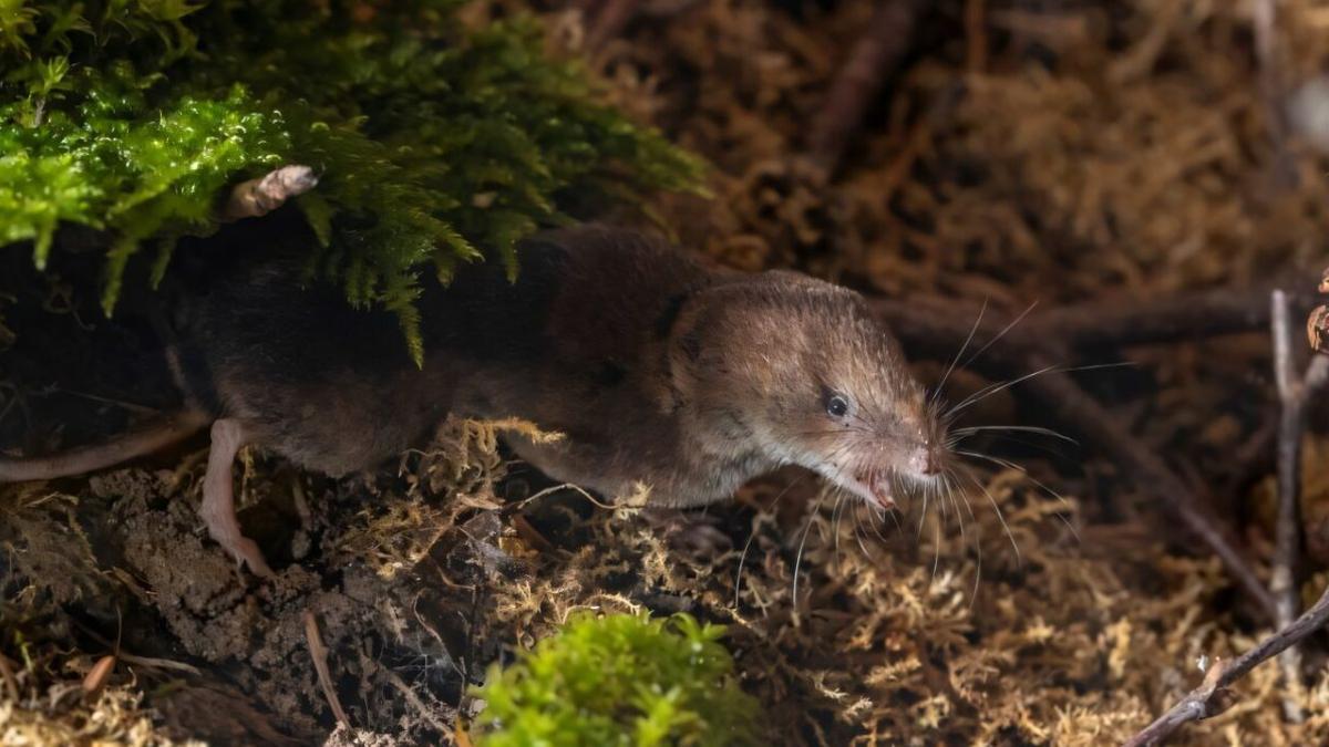La musaraña común euroasiática tiene la capacidad de reducir su cerebro y otros órganos para sobrevivir a los inviernos, un fenómeno metabólico raro que conserva su energía.