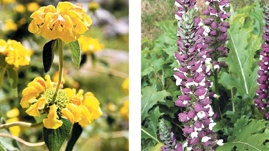 Die Strauchnessel und die Ährenblüten sind robuste Inselblüher.