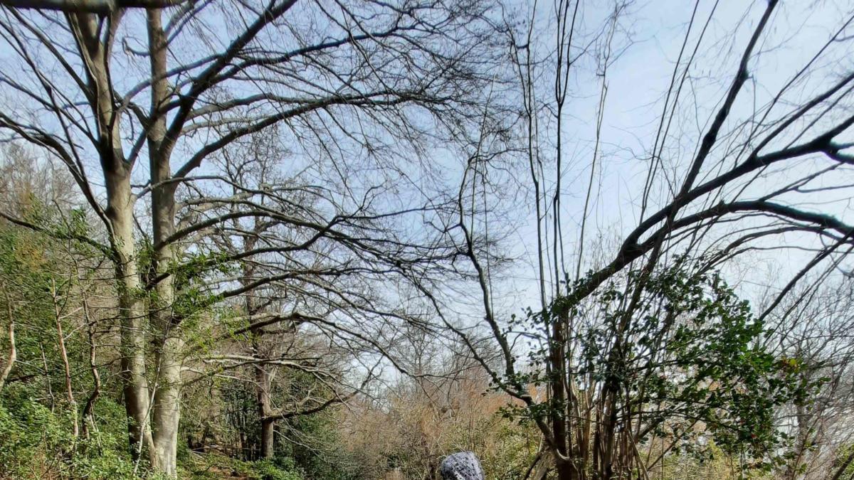 Retiren el filferro espinós de l&#039;entorn del Faig de la Pedra de l&#039;Albera per evitar accidents