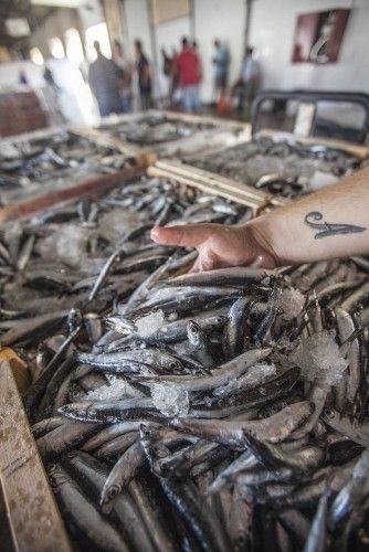 La pesca del boquerón regresa a lo grande en Torrevieja tras darse casi por extinguido