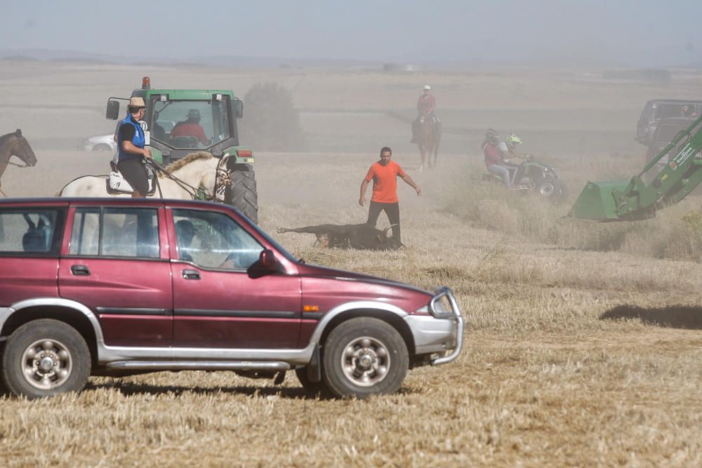 Encierro campero Coreses