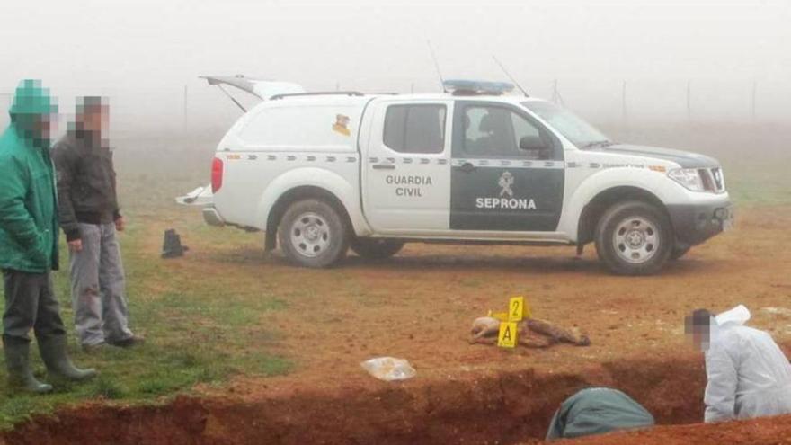 La Guardia Civil investiga al dueño de dos perros por un supuesto maltrato animal