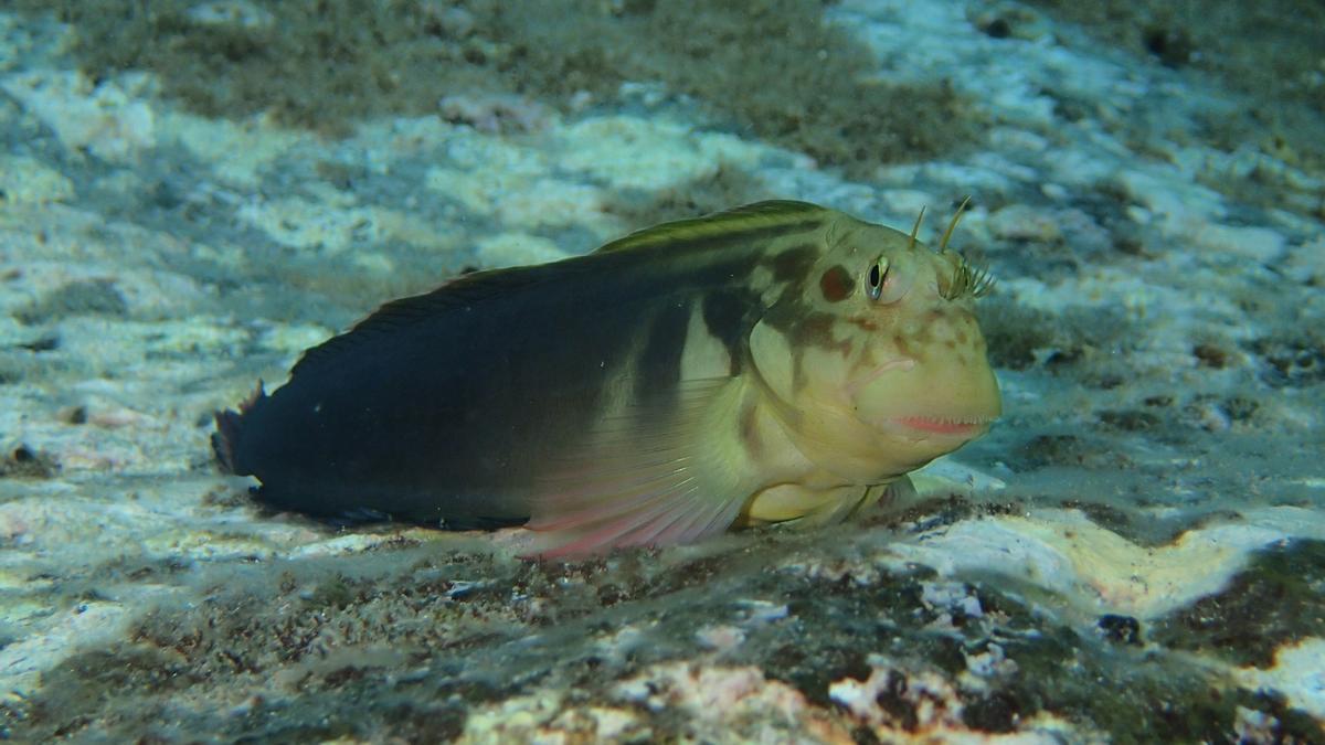 Ejemplar de Barriguda Mora en la playa de Las Canteras