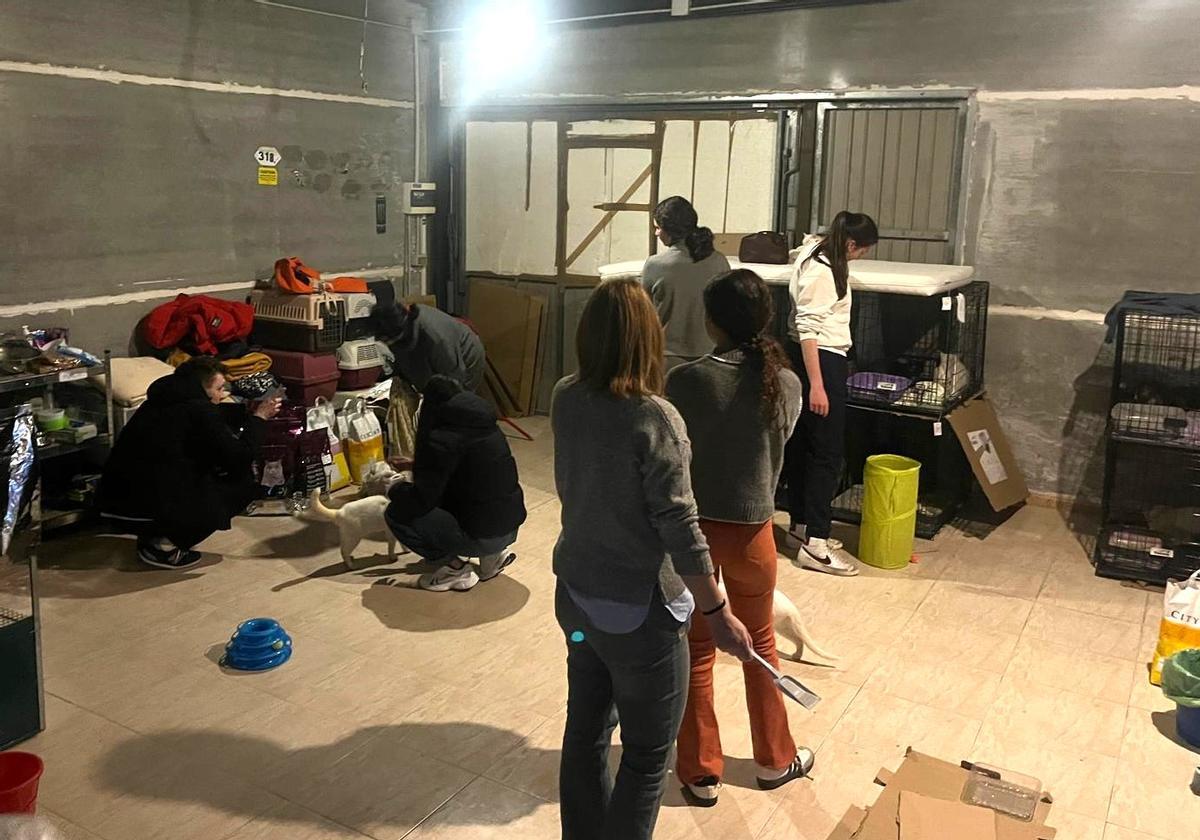 Voluntarios con algunos de los gatos en el bajo cedido por el ayuntamiento.