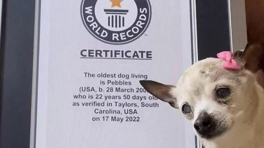 Muere Pebbles, con 22 años era la perra más vieja del mundo