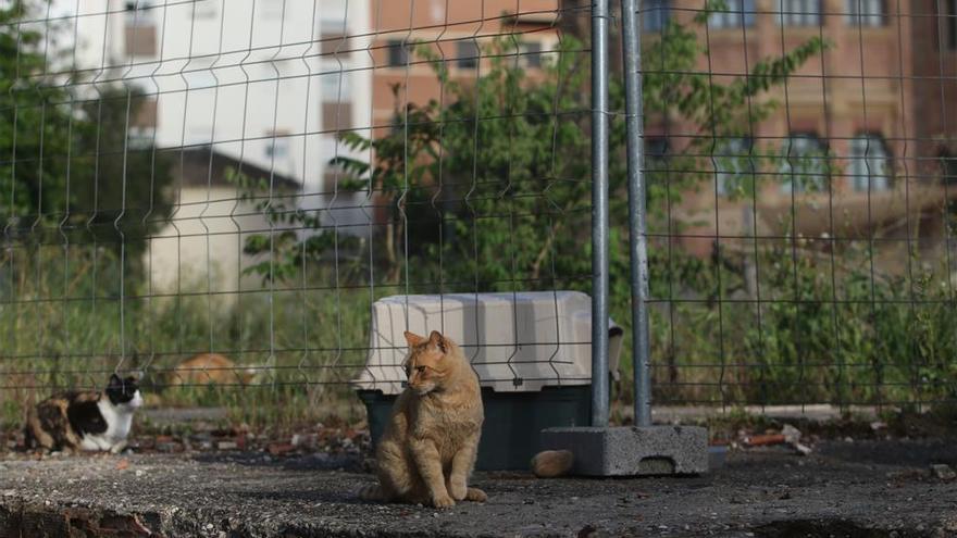 IU insta al gobierno local de PP y Cs a renovar el convenio con la protectora de animales Arca de Noé