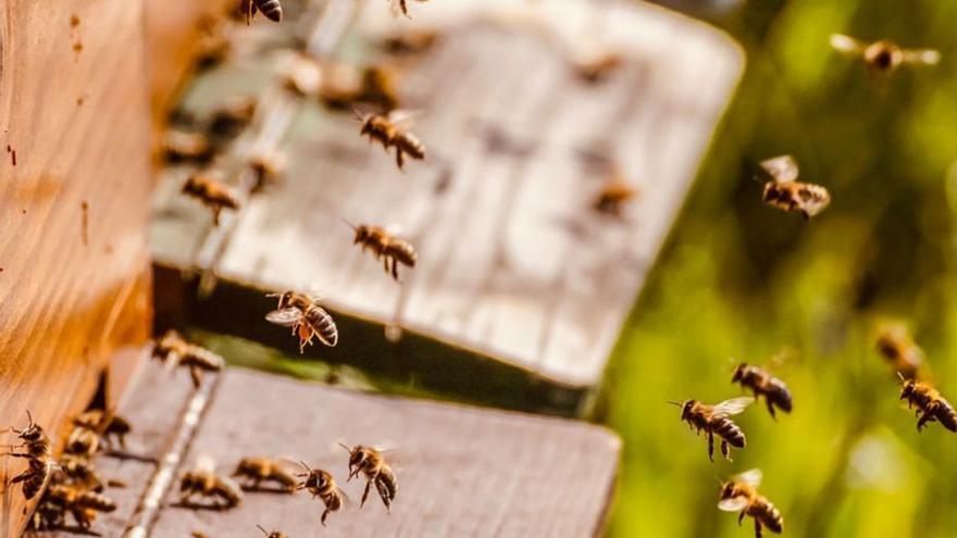 Abejas sobrevuelan una colmena. | | E.D.