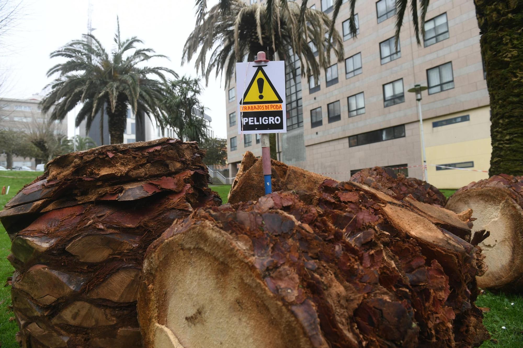 El picudo sacude el palmeral de Zalaeta: "La plaga ya no para"