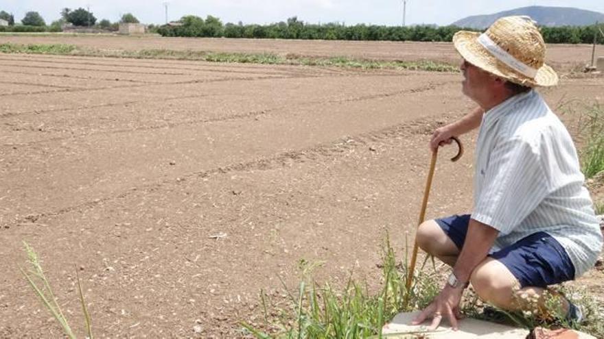 Un agricultor observa su explotación en la Vega Baja, la comarca alicantina más castigada este verano tras el cierre del trasvase del Tajo.