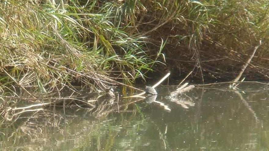 Un ejemplar de la tortuga asiática «Mauremys sinensis».