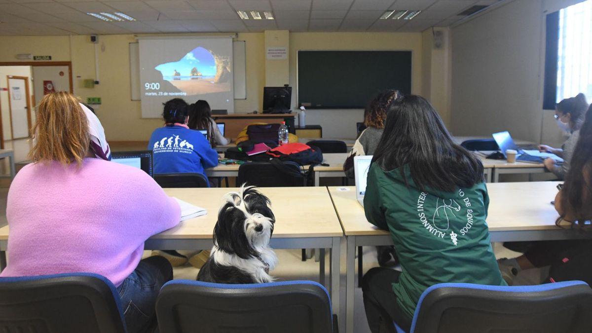 Las mascotas de los alumnos de la Facultad de Veterinaria de la UMU pueden asistir a las aulas con sus dueños.