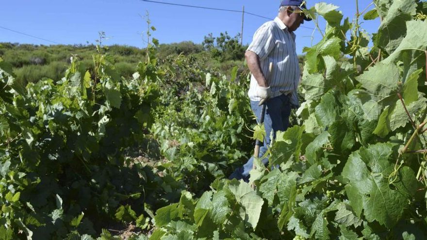 Un vecino revisa el viñedo en los Arribes del Duero.