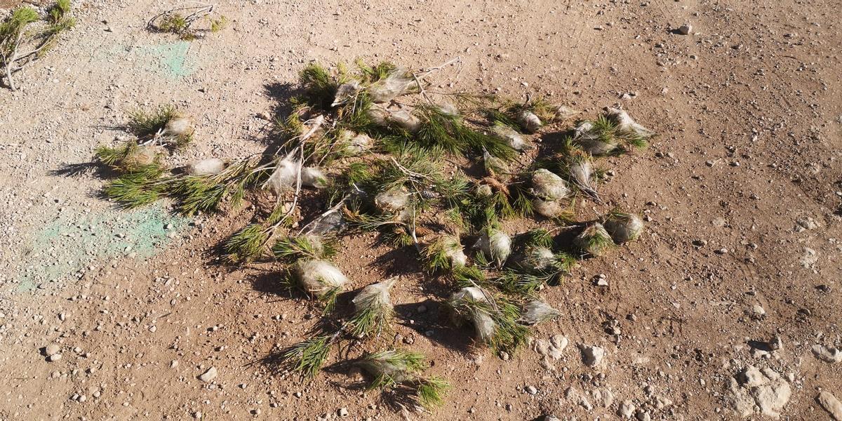 La procesionaria (Thaumetopea pityocampa) afecta a los pinos y cedros.