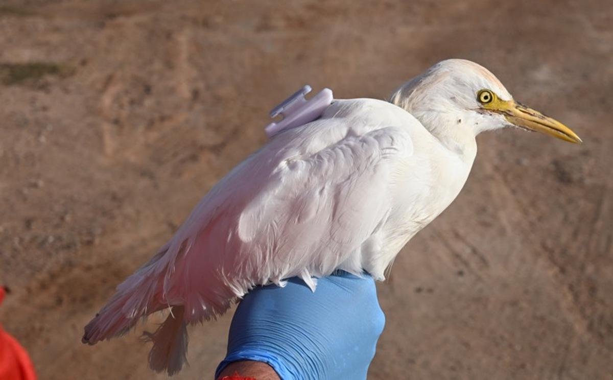 S’ha marcat amb èxit un individu hivernant amb un aparell de seguiment GPS