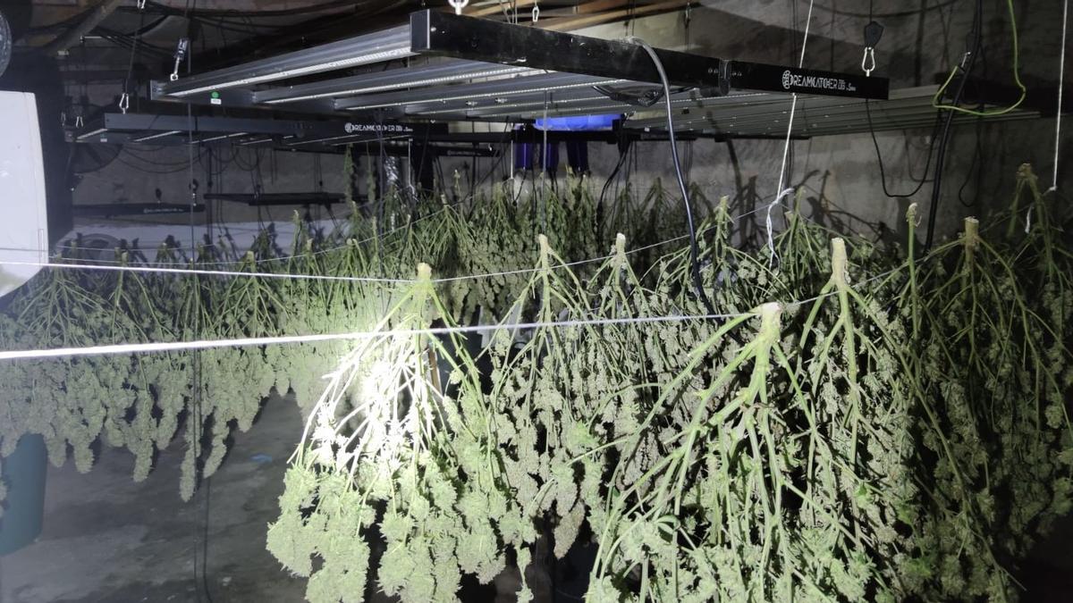 Las plantas de marihuana, en plena fase de secado