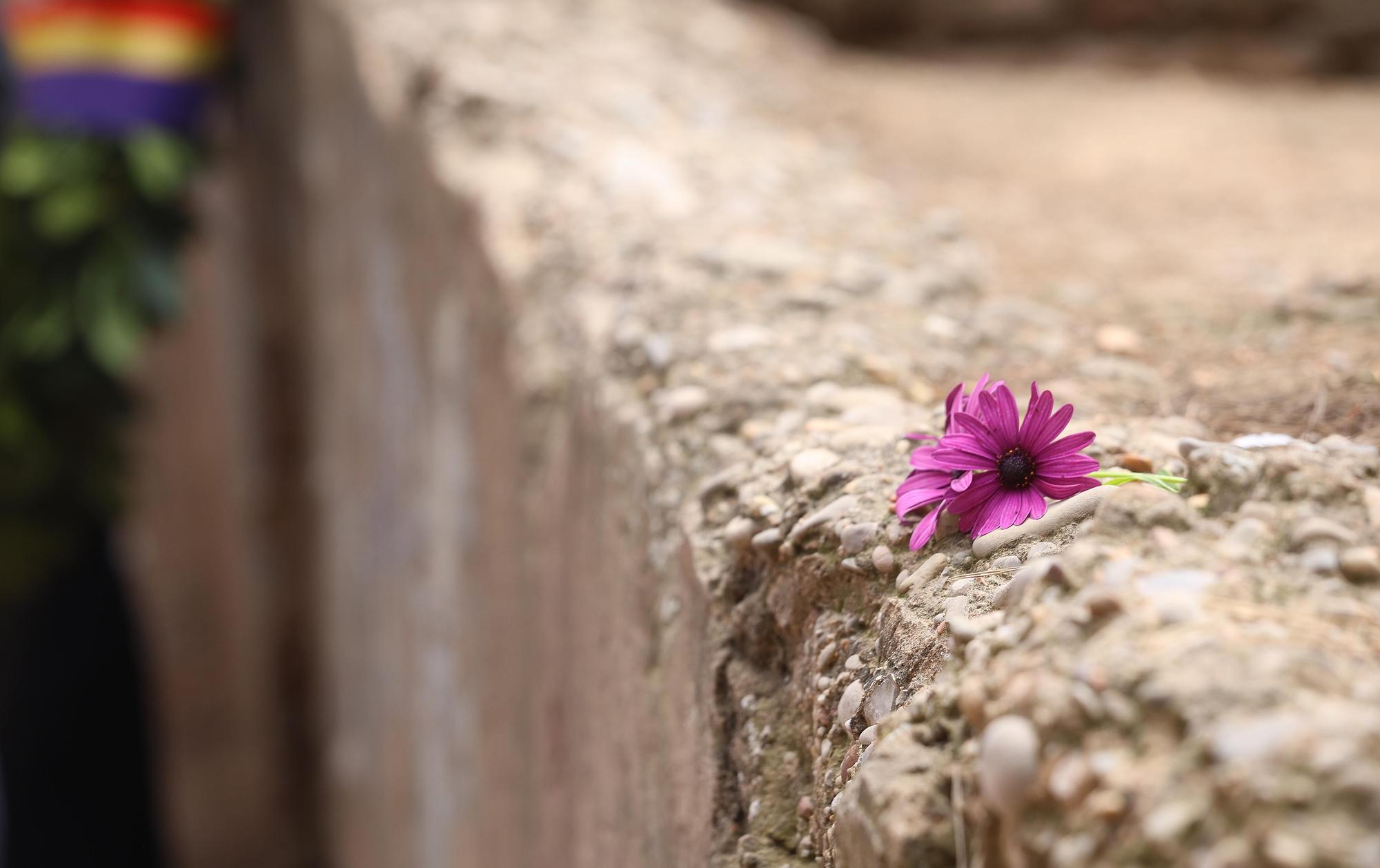 Una flor sobre el paredón.
