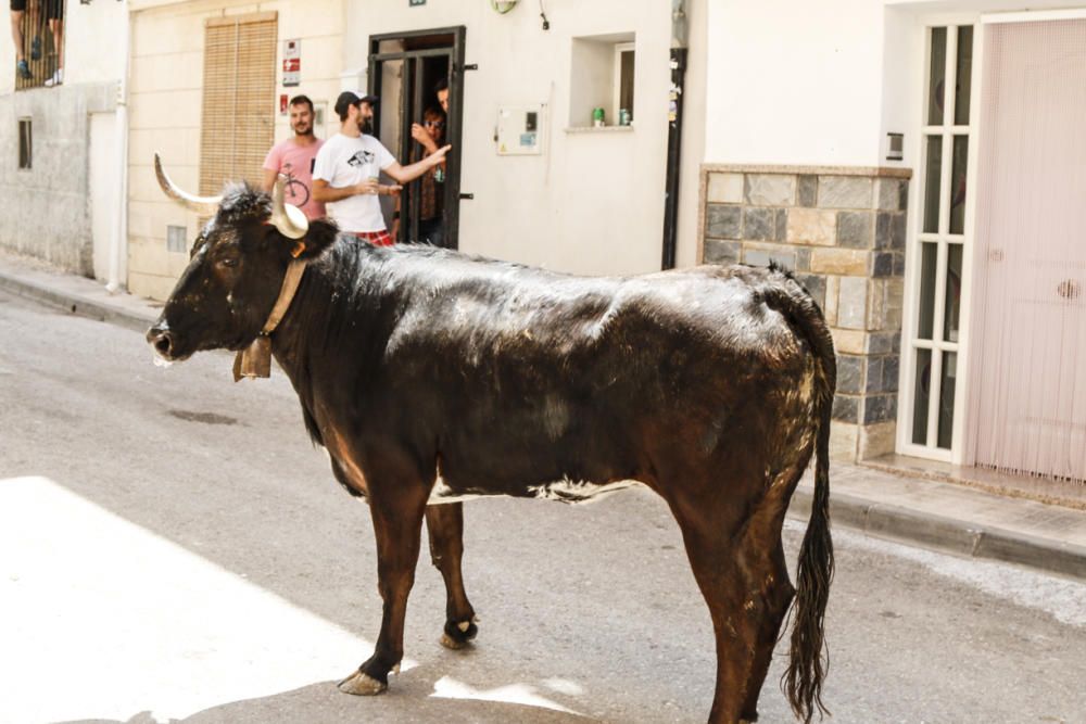 "Entrà de les Vaques" de Tibi