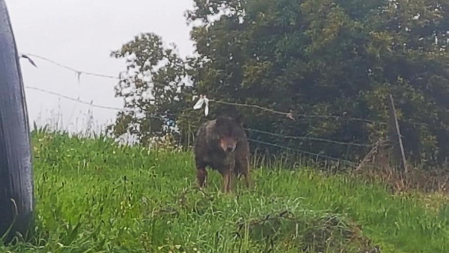 El lobo avistado en Orbaelle, un pueblo en la zona interior de Coaña.