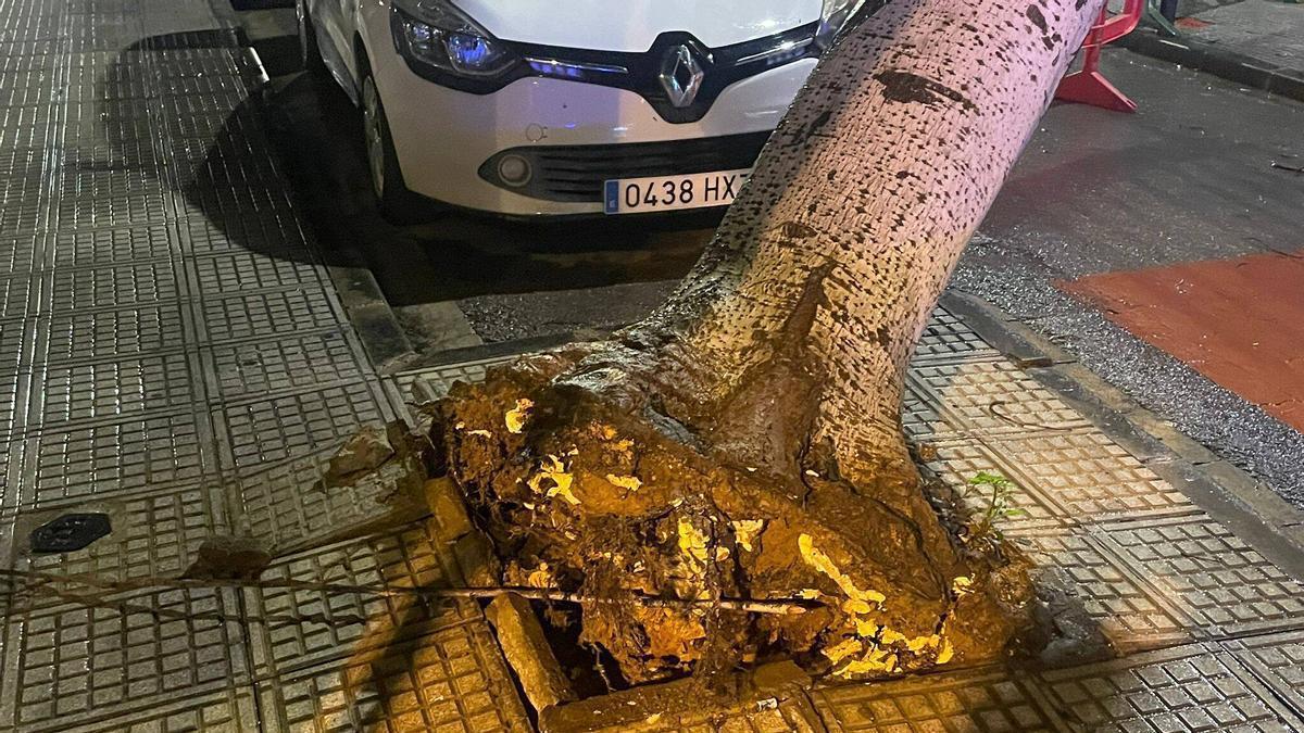 Raíces de un árbol caído en pleno centro de Ibiza a causa de la borrasca 'Ingrid'