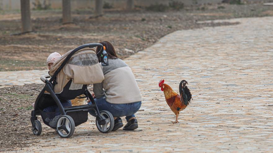 Rojales: De parque a corral de gallinas