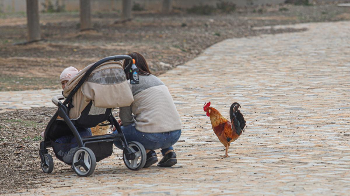 Uno de los principales parques públicos del residencial Doña Pepa de Rojales está colonizado por gallos, gallinas y pollos