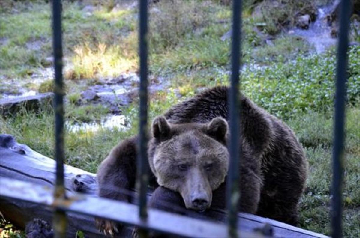 Uno de los osos en el recinto con barrotes de Arties, el pasado jueves.