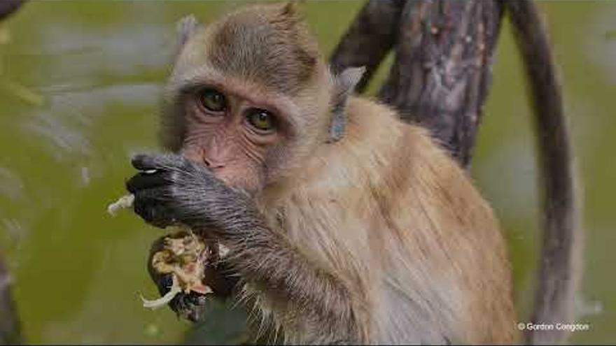 Descobert un mico amb ulleres blanques, una nova espècie en perill