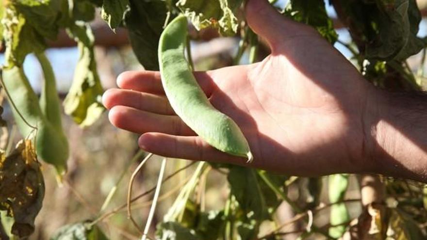 Recolección de los nuevos terrenos para la producción del judión de La Granja bajo la nueva marca de garantía