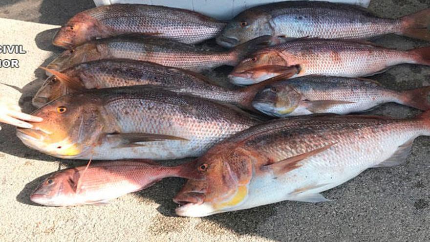Intervienen a un pescador recreativo 51 kilos de pescado