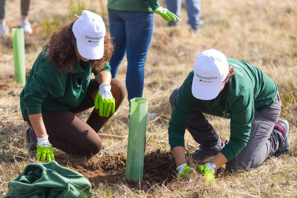 Voluntarios de Iberdrola en una plantación