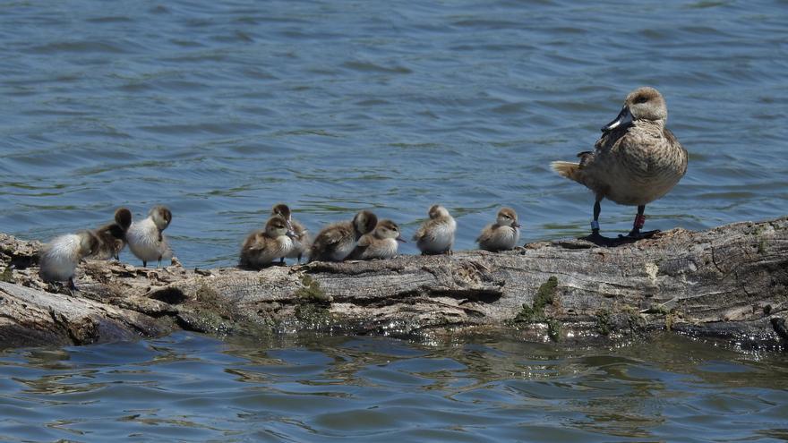 Ecologistas denuncian la caza nocturna de aves acuáticas protegidas