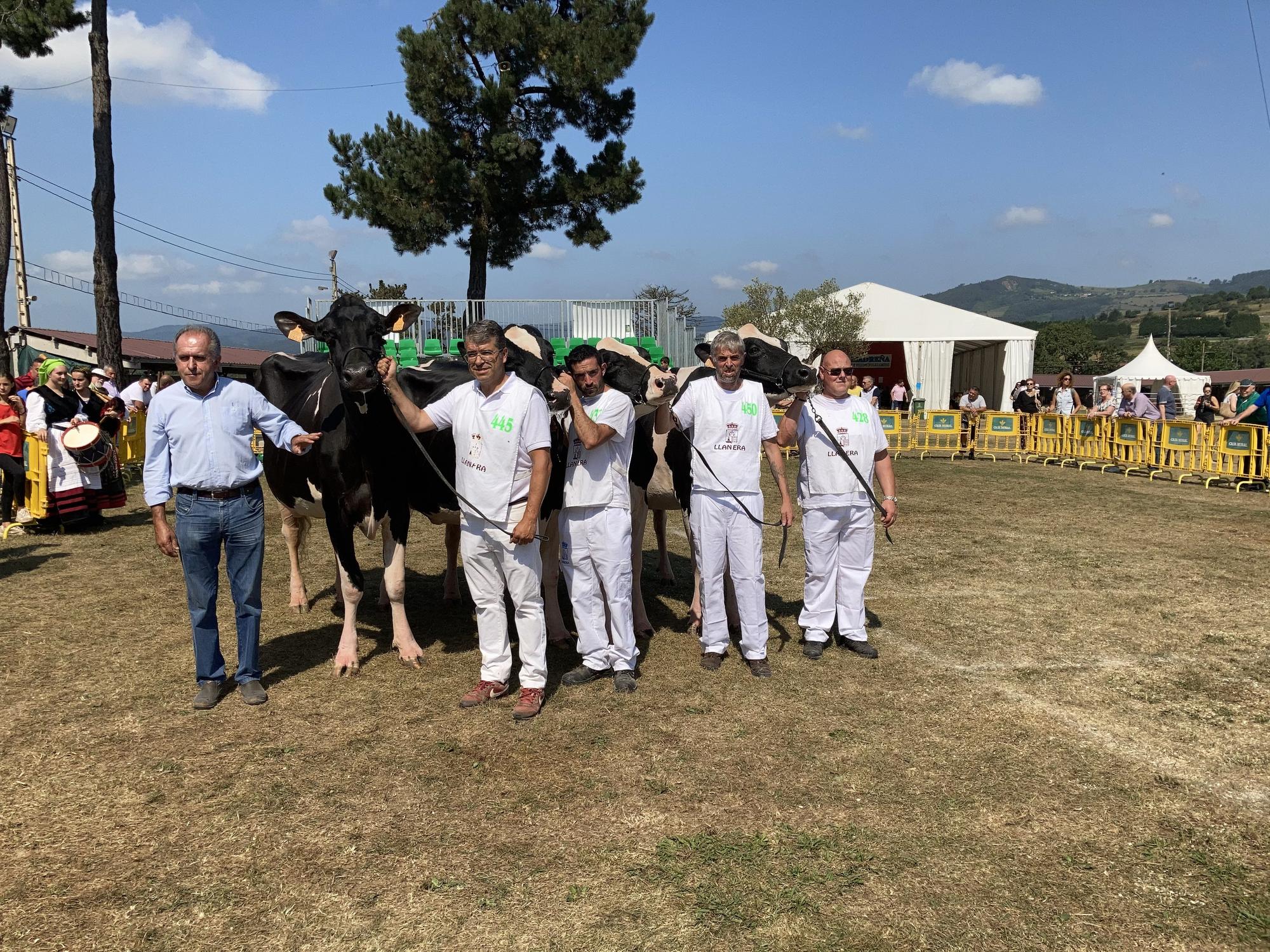 El concurso de ganado de Llanera fue todo un éxito: aquí tienes algunas de las reses ganadoras