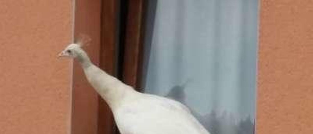 El pavo blanco &quot;Rodolfo&quot;, mascota de Ques