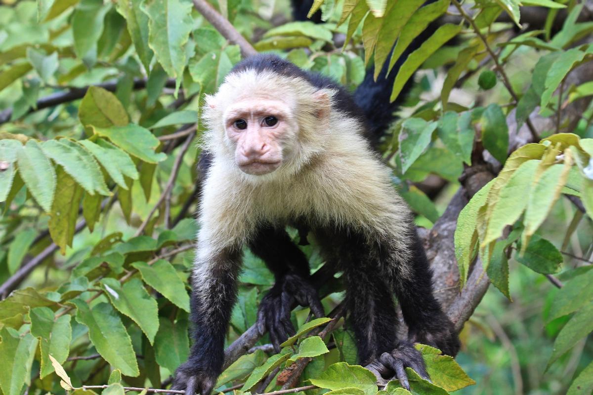 Mono capuchino de cara blanca.