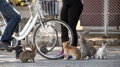 Así es Okunoshima, la isla de los conejos en Japón