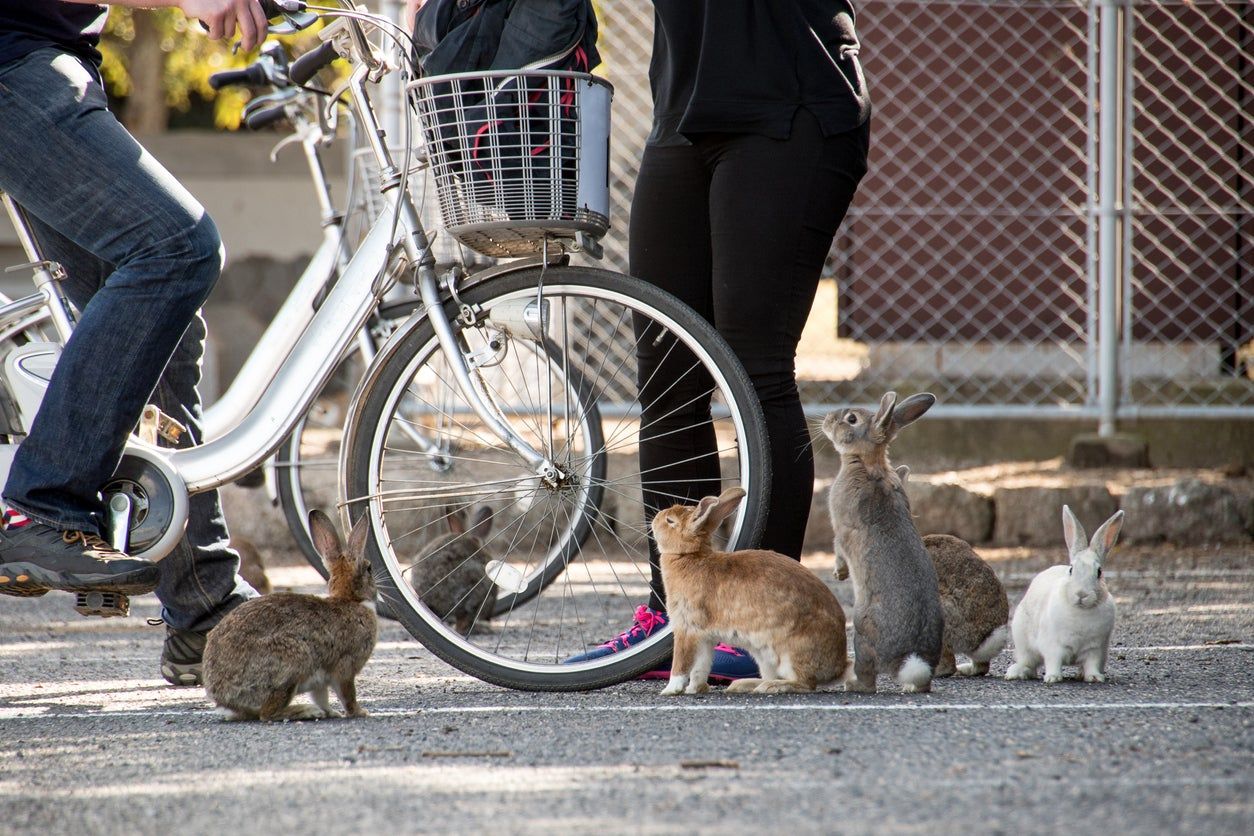 Okunoshima, la Isla de los Conejos, Japón