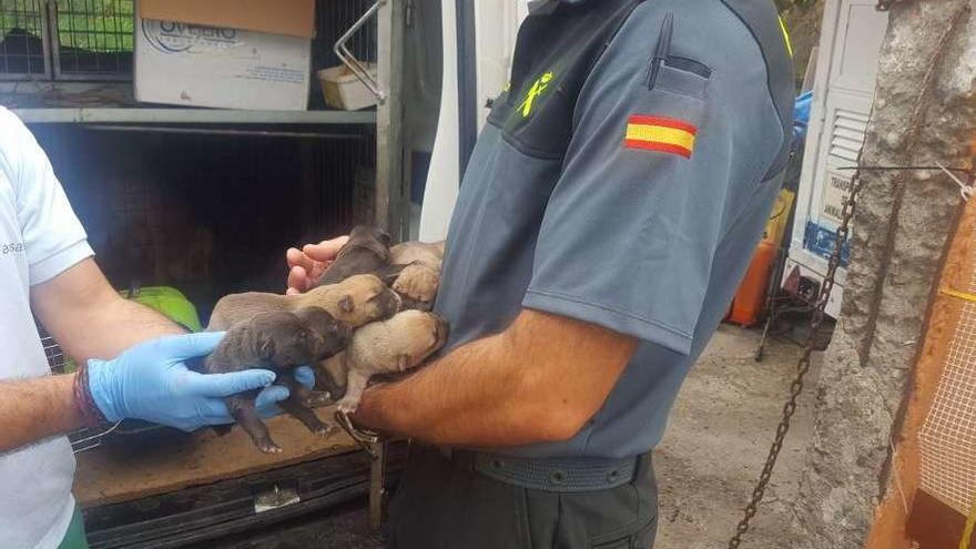 Un agente del Seprona en un caso de maltrato a unos cachorros.