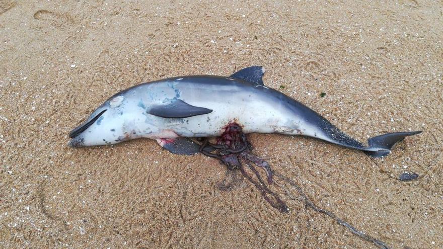 El delfín que apareció muerto esta mañana en Vilanova de Arousa.