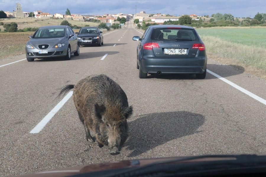 Un jabalí por la carretera de Pereruela