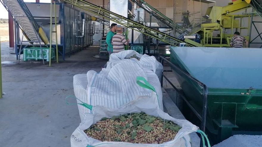 La cooperativa de Toro procesará más de 30.000 kilos de pistachos en la campaña