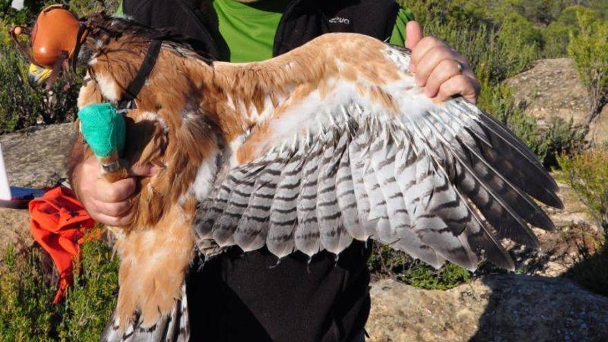 Marcados con emisores satélite dos pollos de águila azor perdicera en Teruel