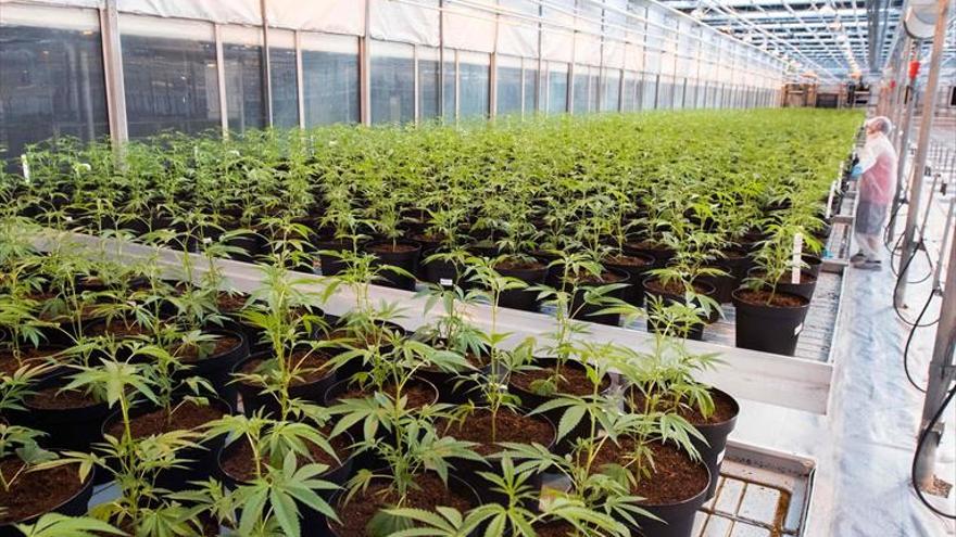 Canadá amplía los estudios sobre el cannabis tras su legalización