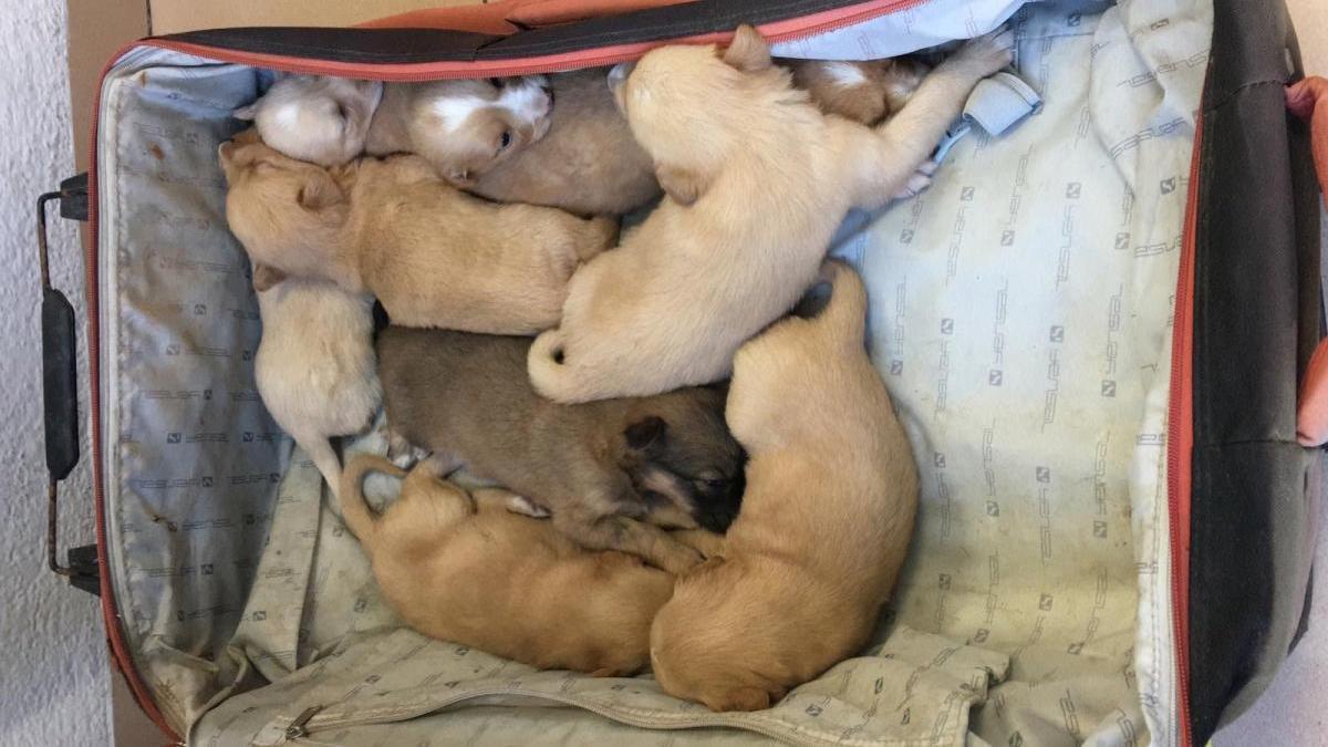 Abandonan a ocho cachorros en un contenedor de Vinaròs