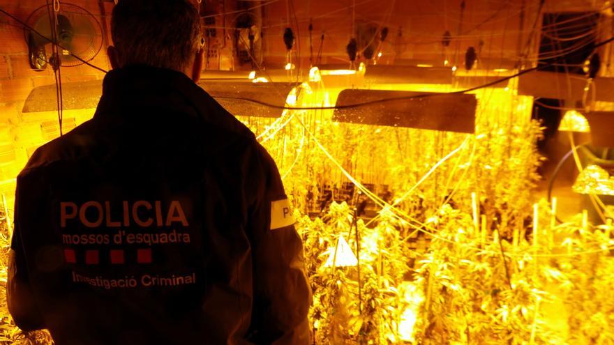 Els Mossos troben una plantació de marihuana a Vilajuïga després de detenir dos lladres que havien entrat a robar-hi